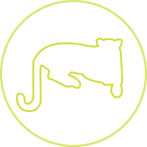 Jaguar IT Services
